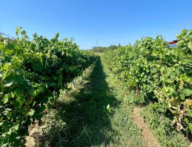 Una cantina tra tradizione e territorio