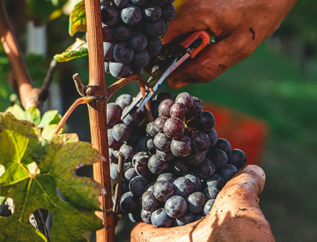 Lorem ipsum dolot sit amet consectetur, velit urna in.
