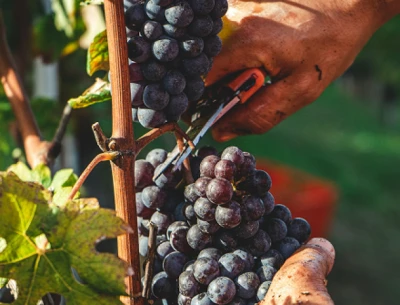 Lorem ipsum dolor sit amet consectetur, velit urna in.