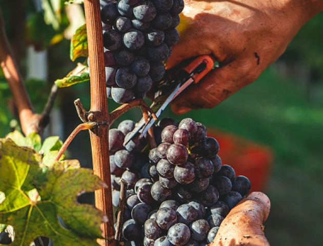 Lorem ipsum dolor sit amet consectetur, velit urna in.